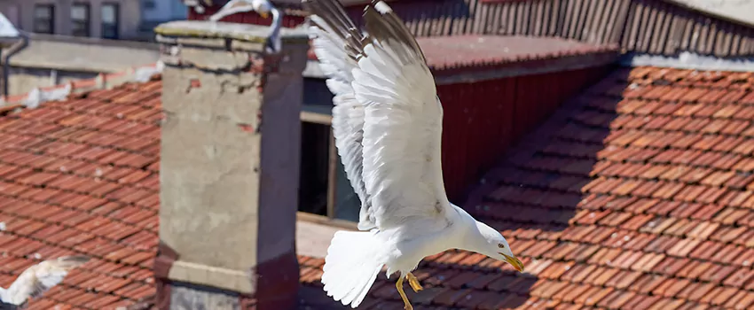 Residential Chimney Animal Removal Solution in Glassmanor, MD